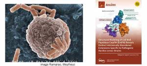 Bc macrophage