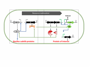 figure intermediaire-1