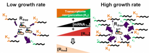 Ribosome Mu