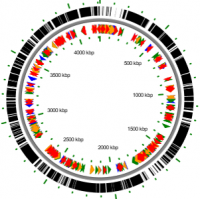 Chromosome