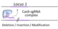 CRISPR