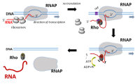 Rho