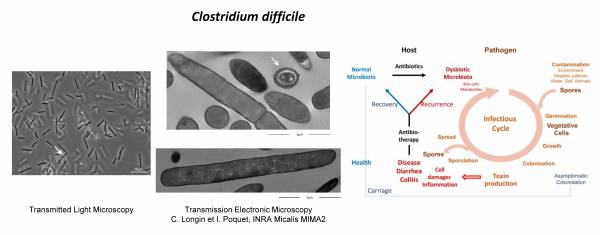 1812-1-Cd-LT TEM cycle-engl
