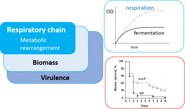 Philou biomass EN