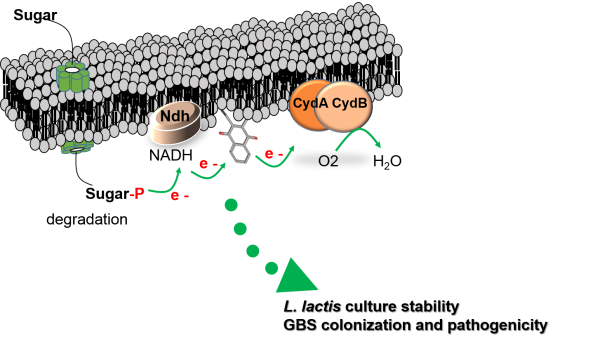 Philou - Membrane